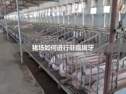 猪场拔牙操作