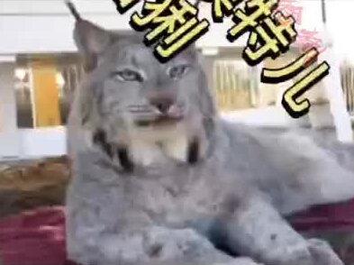 #大哥级宠物野生猞猁是越来越少了#保护野生动物人人有责@伊戈里🇷🇺与大傻龙@DOU+小助手