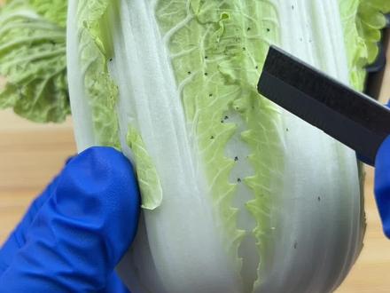 白菜长黑点,还能吃吗?#显微镜下的世界 #微观世界 #科普