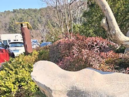 国产积木拼搭:迅猛龙#积木 #乐高 #恐龙 #迅猛龙 #霸王龙