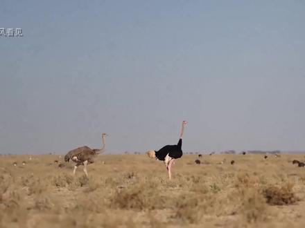 鸵鸟反戈一击,捕食小狮子!狩猎反转! #动物世界 #动物的迷惑行为 #动物科普 #科普知识 #动物成精