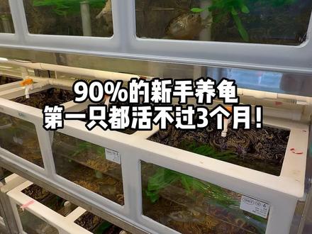 为什么新手养龟总养嘎? 做好这5点,成活率直奔99%
#新手养龟 #养龟日常 #养龟人 #龟龟🐢 #乌龟