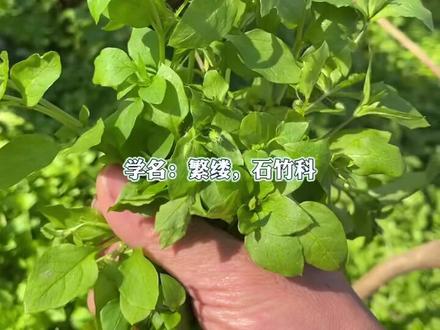 农村常见野草~鹅肠草竟然是一种美味的野菜#新农人计划2021 #新野美食 #鹅肠草 #大自然的馈赠