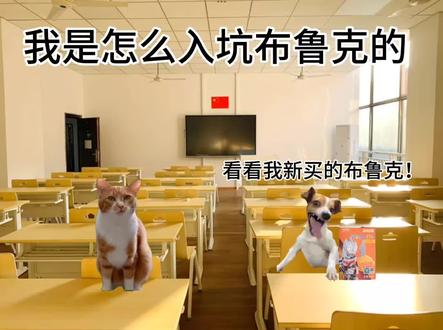 我是怎么入坑布鲁克的 #猫meme日常 #布鲁克