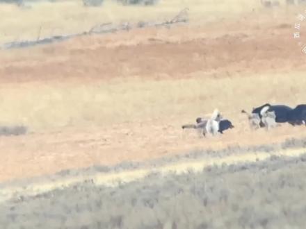 棕熊偷袭狼窝,遭到狼群报复,狼王带领野狼对棕熊展开疯狂追杀#野生动物 #神奇动物在抖音 #动物的迷惑行为 #动物世界 #狼