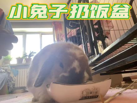 小兔子扔饭盆#苏派和大眼睛 #垂耳兔