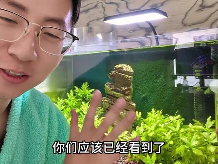 好漂亮啊它俩!嘎嘎嘎嘎嘎😆😆😆#黄爆球 #孔雀鱼爆缸