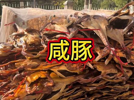 今年第一批咸豚