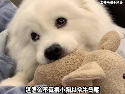 各大公司都积极学学,还愁找不到忠心的牛马吗#小狗狗能有什么坏心思 #小狗日记