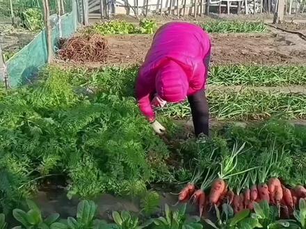 冬季露天如何储存胡萝卜#室外挖坑储存胡萝卜