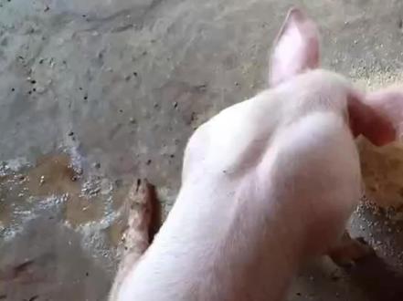 猪瘫坐在地怎么办?#养猪 #我要上热门 #干货