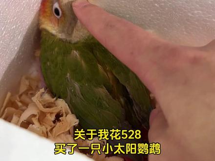 关于我花528买了一只鹦鹉,真的太治愈了#鹦鹉日常 #鹦鹉 #小太阳鹦鹉 #鹦鹉鹦鹉萌萌哒逗鹦鹉
