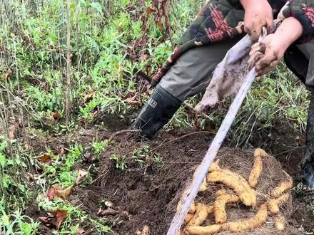 山药的收获方式 #种植技术 #带你看三农 #山药