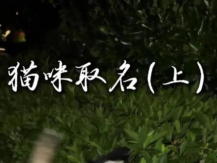 取名的讲究以及取名的方法#猫咪 #猫 #猫咪的迷惑行为 #猫狗双全 #传统文化