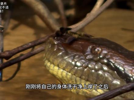 亚马逊雨林的巨蟒森蚺求生日记 #动物世界 #蛇
