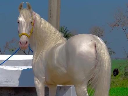 马年说马,分享12种马祝大家马到成功! #马 #马年说马 #汗血宝马 #科普一下