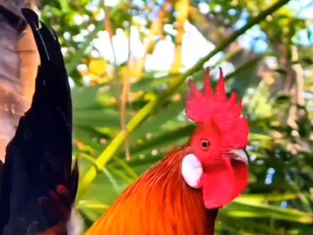 #上热门 #养鸡 #养殖 #鸡病防治 #抖音助农 @抖音创作小助手 @抖音小助手