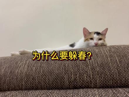 明天就立春了?你知道怎么躲春吗? #流浪猫 #立春 #如何躲春 #为什么要躲春 #命理学 #涨知识