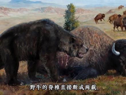 细齿巨熊,有史以来最强大的熊 #细齿巨熊 #古生物 #考古 #科普 #化石