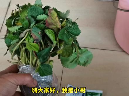 盆栽种植草莓,掌握好3个小技巧,种1棵活1棵! #盆栽 #农业种植 #万物生长