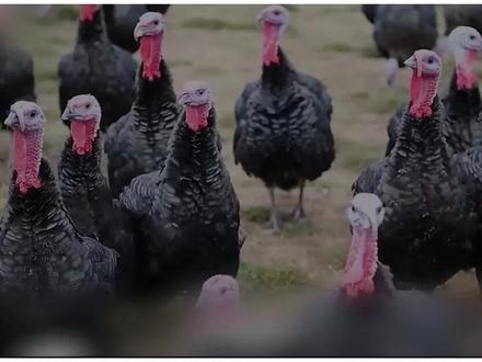 在美国备受追捧的火鸡,为啥在中国无人问津 #火鸡