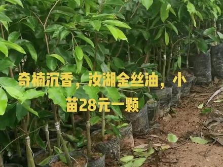 奇楠沉香苗,汝湖金丝油。小苗28元一颗。喜欢的可以过来看看。#珍稀的奇楠香 ##奇楠沉香 #奇楠 #沉香