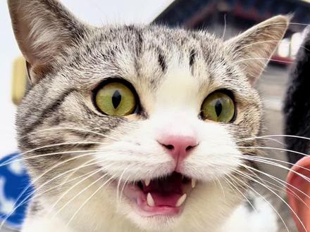 5月21号叨乐的生日大场,欢迎各位铲屎官……#猫咪 #猫粮