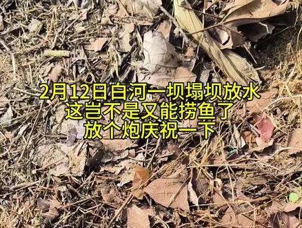 放个炮庆祝下,又能逮鱼了 京宛大桥施工,自2026年2月12日起,白河第一级橡胶坝工程塌坝运行。放水作业预计3天,由于下泄流量较大,请广大市民远离白河河道。放水后进入塌坝运行阶段,上游部分低洼区域积水较深,存在安全隐患,请不要进入河道捕鱼、游玩。由于河床、岸坡裸露,对河道景观及市民生产生活带来一定影响 2026年2月11日 #南阳大桥 #逮鱼摸虾 #过年啦过年啦 #年年有大鱼 #逮鱼