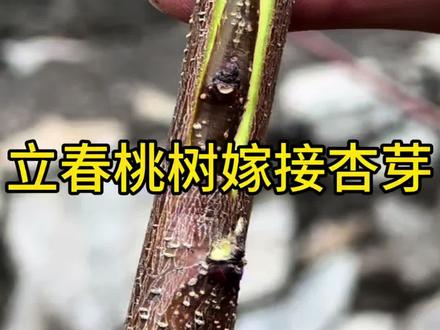 立春果树嫁接,桃树嫁接杏树。最简单的嫁接方法,#立春还能嫁接果树吗 #果树嫁接方法