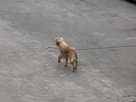 疑似被勒GH的金毛被救助的后续
它是1月26日在东莞石排镇被网友发现的。
被发现时,自己蹲马路中间
像是求助,近看脖子一整个大裂口
1月27日凌晨有好心人小姐姐从深圳赶到东莞,连夜把小狗送到广州治疗。
1月27日下午已经完成手术,在康复中。后面又检测出巴贝斯大焦虫病。
2月1日已筹到暂时足够的治疗款项
2月2日下午被救助人小姐姐接到深圳治疗。过年了,离救助人家里近,也方便探视
目前这只坚强的小金毛德芙
在非常积极吃药治疗恢复中
请大家不用担心❤️
(*视频是救助群里的探视视频合集)
#金毛幼犬 #金毛 #流浪狗 #狗救助 #狗狗其实什么都懂