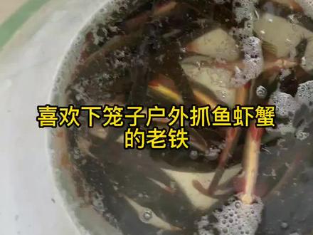 地笼放什么饵料,诱捕黄鳝龙虾河虾#河虾诱饵 #黄鳝 #地笼 #地笼饵料