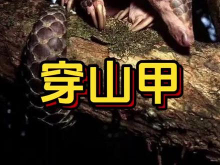 穿山甲披着最硬的甲,却活成最心碎的弱者#动物科普 #穿山甲 #科普 #青年创作者成长计划 #神奇动物在这里