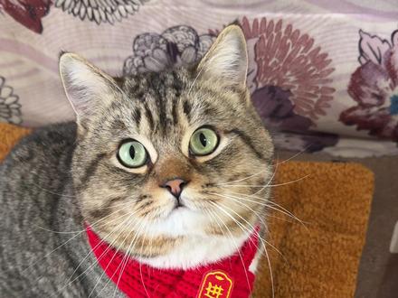 为了过年能戴上新围脖,多毛怪们个个争风吃醋,都想变得美美哒