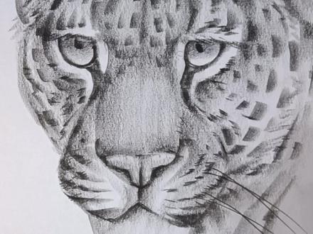 美洲虎画法 速学篇 学不会来找我#零基础学画画 @抖音小助手