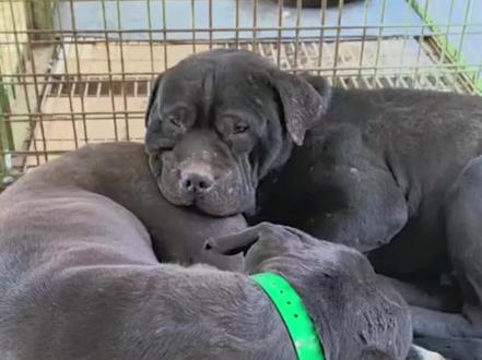 #萌宠 #狗狗 #实战猎犬 #西北刀客 #西北刀客阿巴 今天是和谐兄弟俩 奥利奥给弟弟舔机油 阿巴枕着哥哥的屁股睡 阿巴:我哥的温柔也是落到我身上了🤣 感谢阿巴大舅提供的视频@旭哥冷链(阿巴大舅)
@西北刀客-公益护农@西北刀客-机油手 @西北刀客-徐晒晒 @西北刀客摄影-李