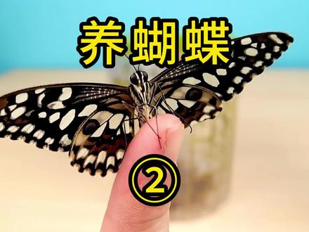 同时买来9个蝴蝶蛹孵化,过程真是太有趣了