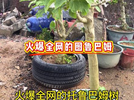 一个月前,在这棵托鲁巴姆树上嫁接的茄子都开花了,惊不惊喜,意不意外。#托鲁巴姆砧木 #嫁接
