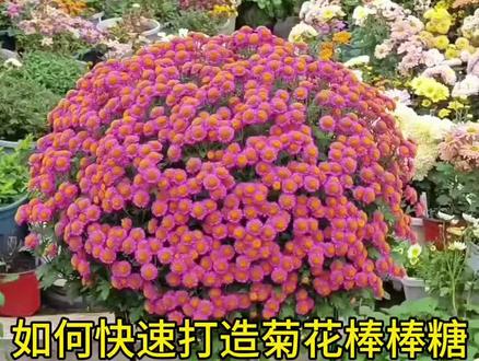 春季菊花棒棒糖嫁接教程来了#菊花 #种植养花的乐趣