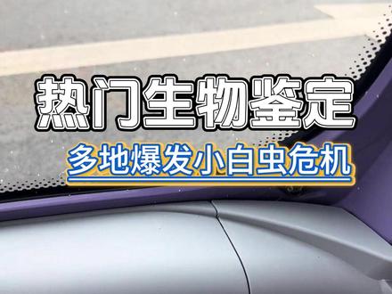 热门生物鉴定 #小白虫 #神奇的动物在抖音