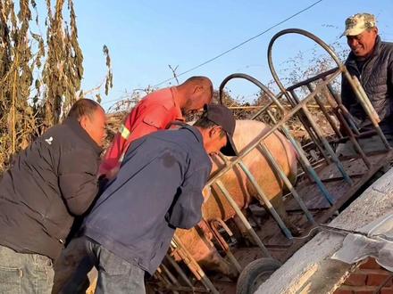 老孟和小高去抓猪,竟然涨价了,讲了半天价终于抓上了,真费劲