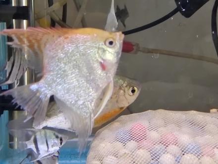 燕鱼的生活习性及常见的疾病,混养的种类 #热带鱼 #神仙鱼 #孔雀鱼 #养鱼日记 #南美鱼 #观赏鱼 #养鱼 #新手养鱼入门基础教程 #养鱼养心