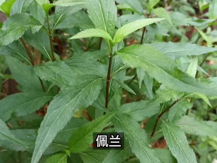 说到“兰”,很多人首先想到兰花,实际上在古代“兰”专指佩兰,佩兰是在《黄帝内经》就出场的古老药草了,很多人都不认识吧#趣味本草 #野生植物 #植物科普 #佩兰 #奇花异草