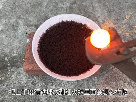 把1000度的铁球放到红火蚁里面,会发生什么事呢?#红火蚁 #红火蚁入侵 #入侵物种 #铁球