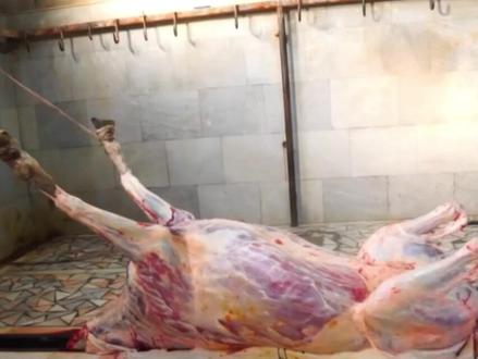 全球每年屠宰480万匹,马肉到底能不能吃,我国人为什么不吃?#涨知识#科普#保护动物 #内容启发搜索#动物科普