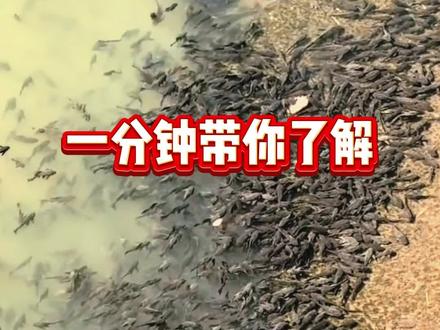 大表哥清道夫治理行动全程回顾 1分钟带你了解大表哥清道夫治理行动#清道夫#抓鱼#户外#大表哥#大表哥清理清道夫#大表哥清理水葫芦#108亩清道夫