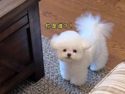 wasabi是真的笨!我就贴个面膜,至于吗?!
#创作灵感 #小体比熊 #萌宠日常记录#其实狗狗什么都懂