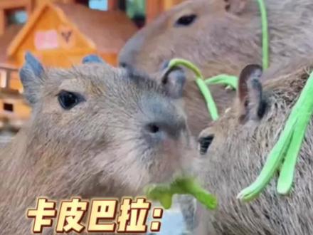 卡皮巴拉的豆橛子神又来了! #卡皮巴拉 #豆橛子 #河南#娱乐评论大赏