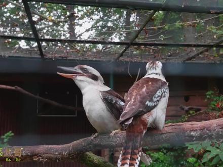 10种像人笑的鸟叫声,笑翠鸟一开口我就笑了!