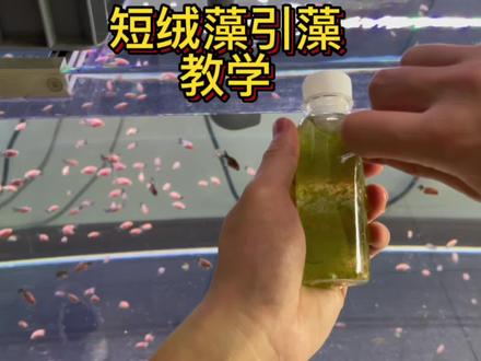 新缸如何快速爆藻.短绒藻引藻教程#清水绿苔 #爆藻#兰寿 #养鱼日记 #金鱼