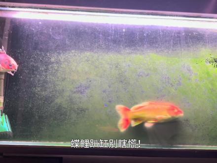 蝴蝶鲤趴缸别慌,资深鲤友帮你来分析#蝴蝶鲤 #蝴蝶鲤怎么养 #蝴蝶鲤鱼 #蝴蝶鲤苗 #蝴蝶鲤鱼养殖方法